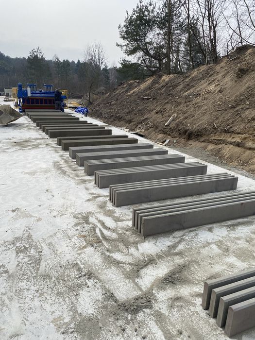 Podmurówka gladka (2 gatunek)