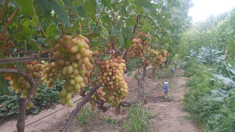 Саджанці винограду / саженцы винограда