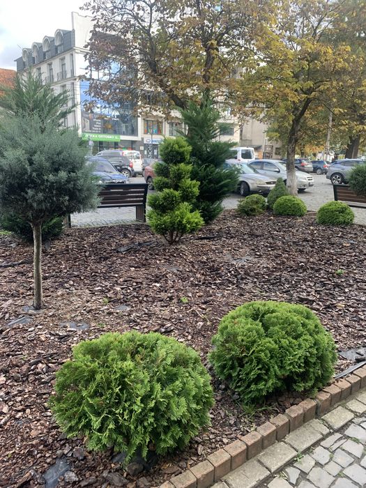 Садівник вирубка дерев лікування стрижка посадка рослин дизайн клумб