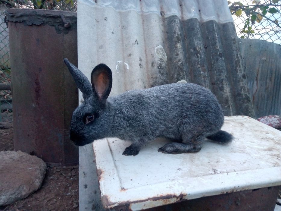 Продам кролі ,кролики