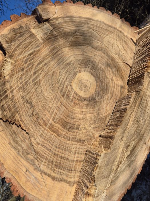 Dąb świeżo ścięty