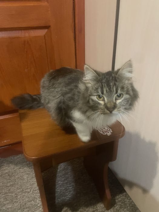 Кішечка киця котик