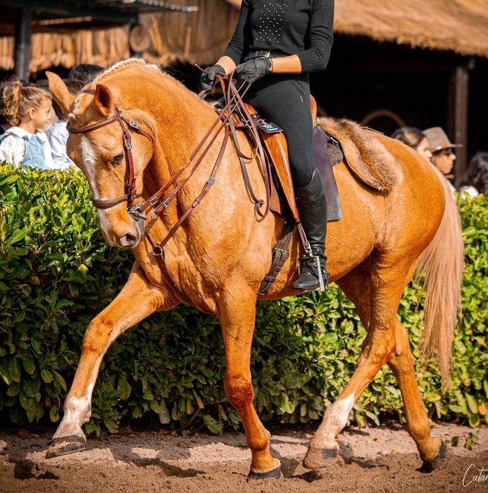 Cavalo Palomino venda