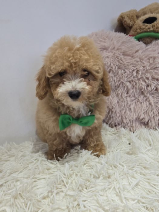 Maltipoo f1b piesek