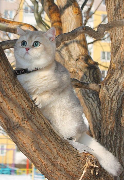 Красуня голубе золото британочка