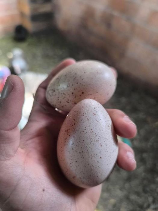 Ovos de peru galados