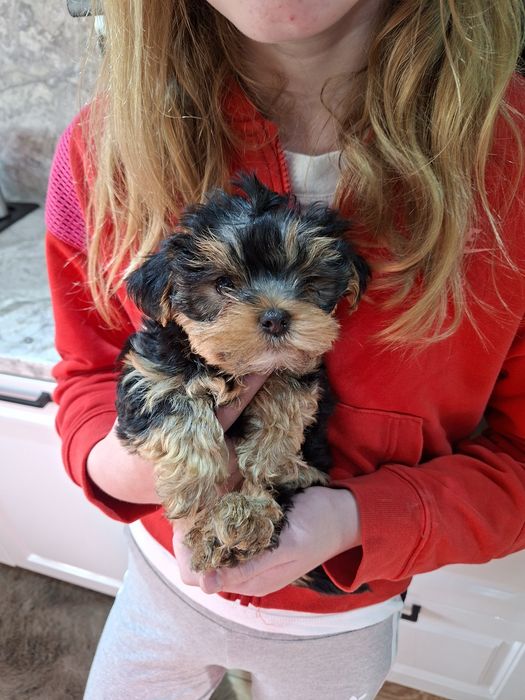 Yorkshire Terrier