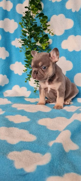 Excelente  blue tan Bulldog/Bouledogue Frances de Qualidade