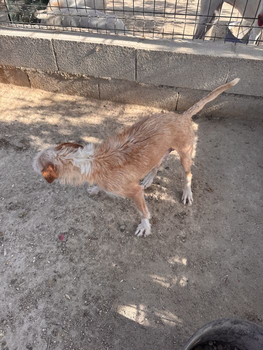 Cães  para dispensar