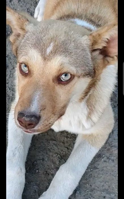 Отдам щенка,метиса- хаски, 10 мес.,сука, стерилизованная!