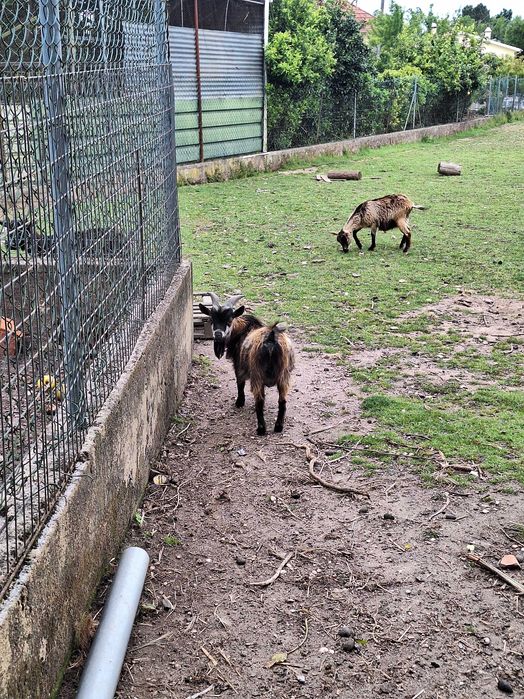 Chibo anão com 1 anoa