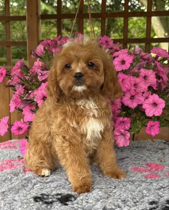 Cavapoo - kawaler