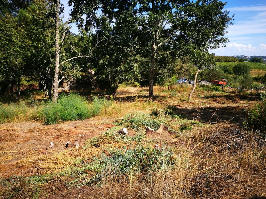 Terreno agrícola + pinhal S. Pedro France, Viseu