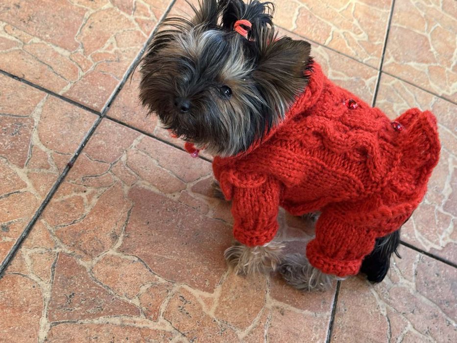 Вязаная одежда для собак. Больших и маленьких пород