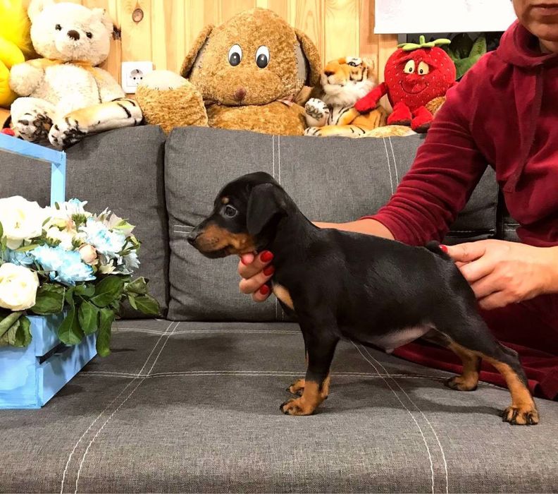 Цвергпинчер мальчик