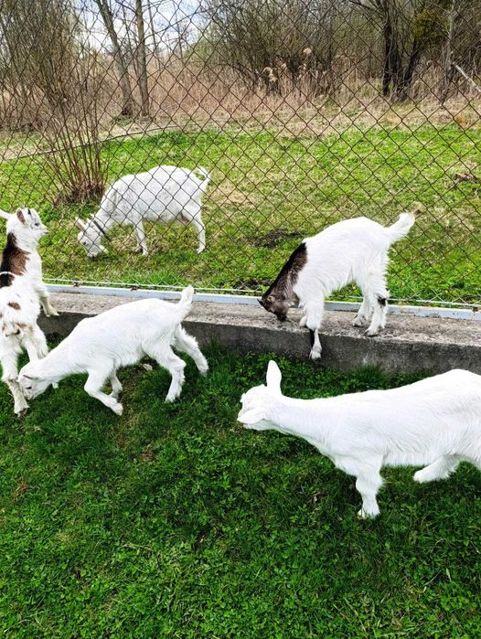 Козенята кози місячні