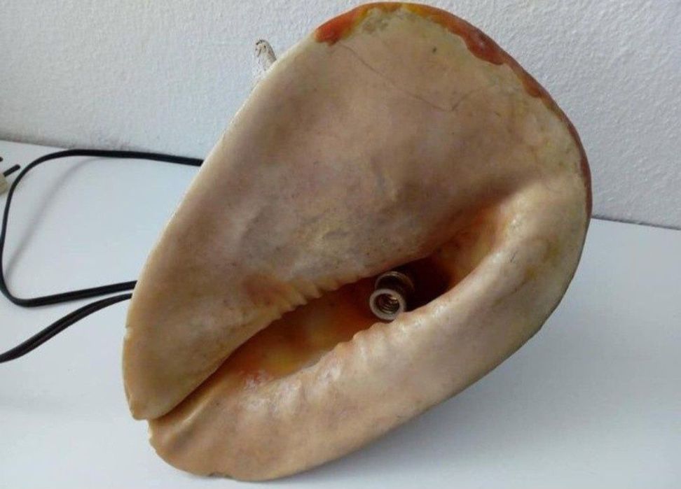 Búzio Grande Antigo Candeeiro