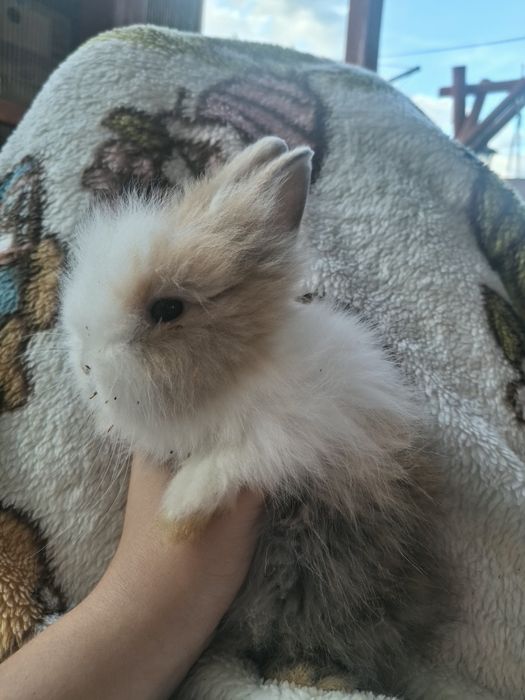 Miniaturki króliczki