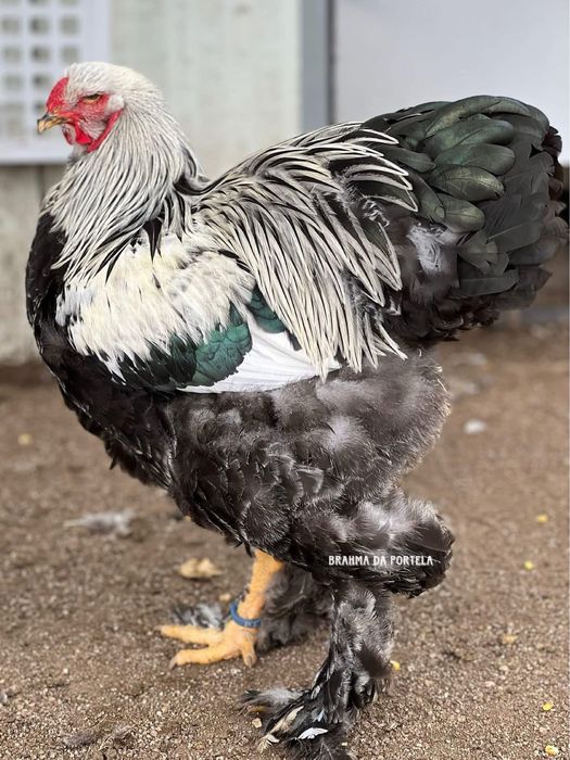 BRAHMA MIL FLORES / PERDIZ / DARK / LIGTH  MACHOS