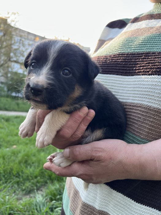 Цуцики в пошуках родини! Хлопчики та дівчатка