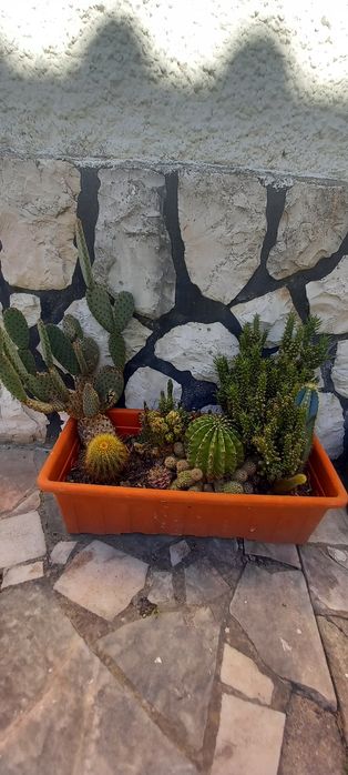 Conjunto de catos/ Catos/ plantas