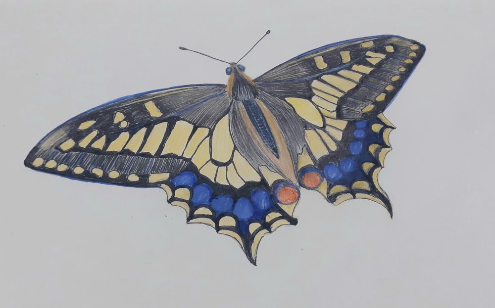 Pintura e Ilustração botânica em papel ou tela