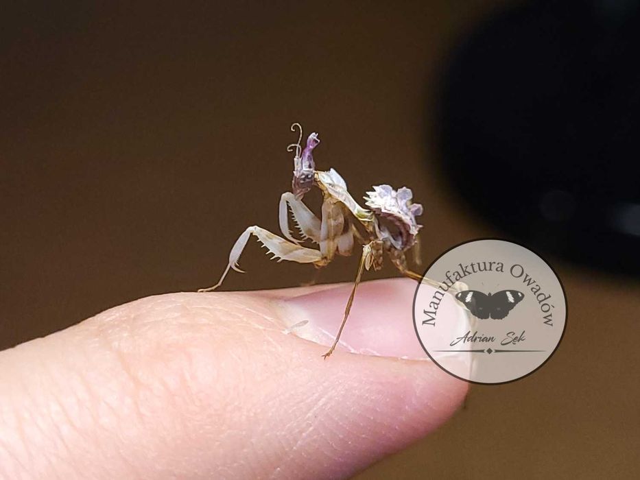 Idolomantis diabolica - modliszka diabelska L5/6