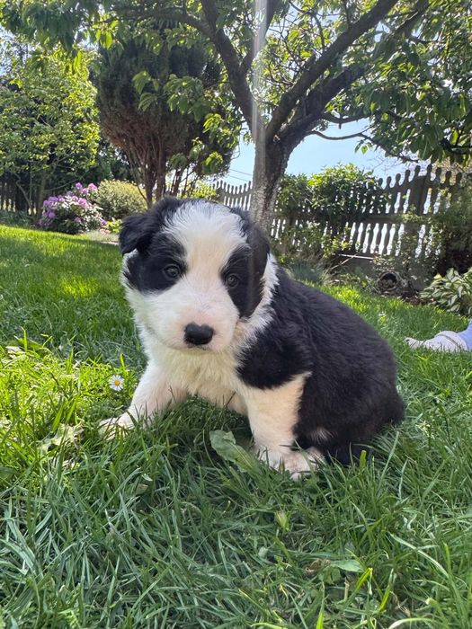 Szczeniak Bolder Collie