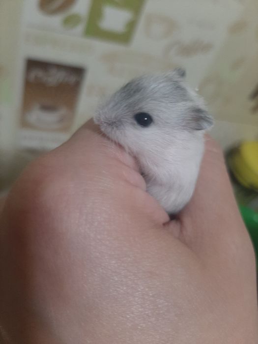 Хом'ячки джунгарики