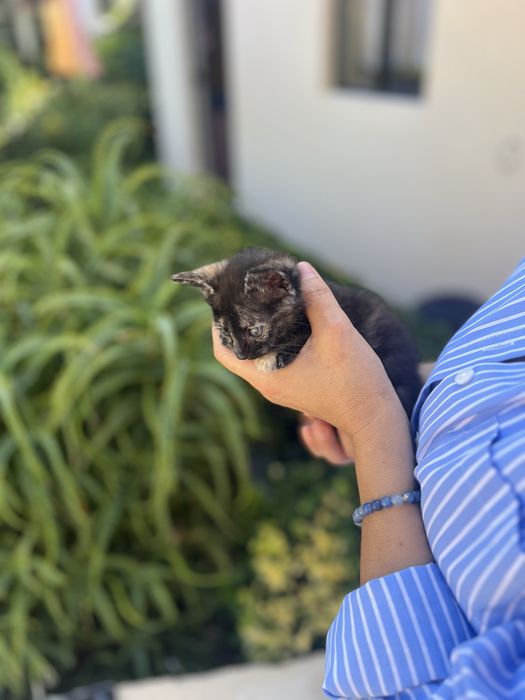 Gatinha para adopcao responsavel