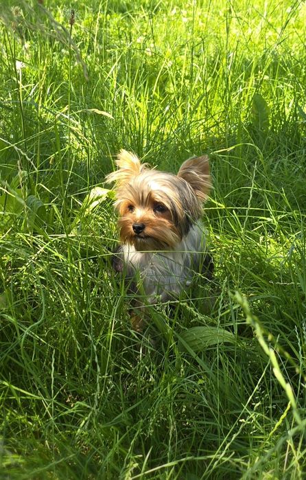 Piesek roczny Yorkshire terrier