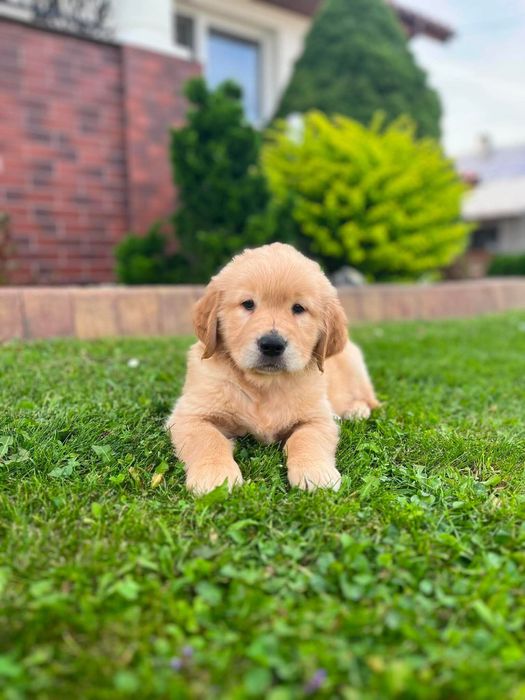 Golden Retriever