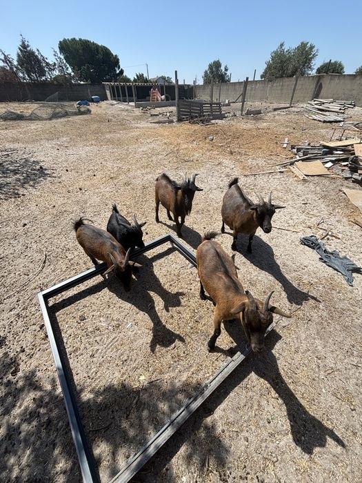cabras e bodes anãs