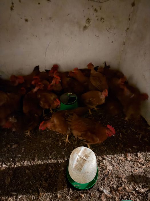 Galos vermelhos criados naturalmente