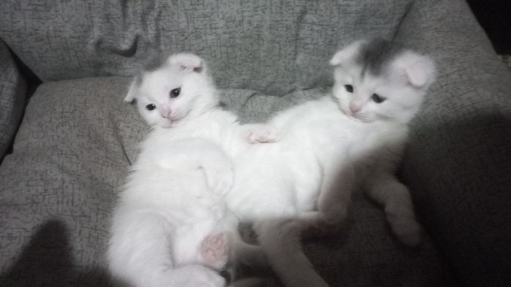 Висловуха дівчинка