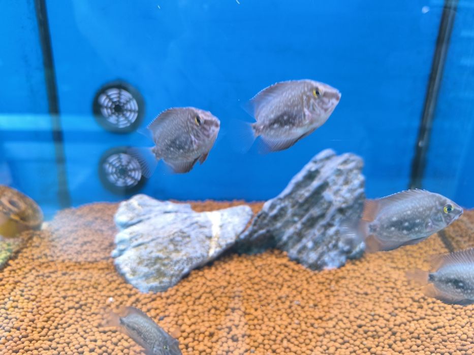 Uarus Amphiacatoides