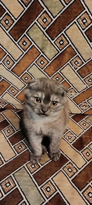 Продам шотландського котика 3,5 місяці