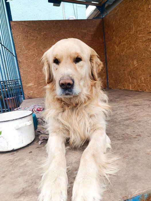 Вязка Золотистий ретрівер