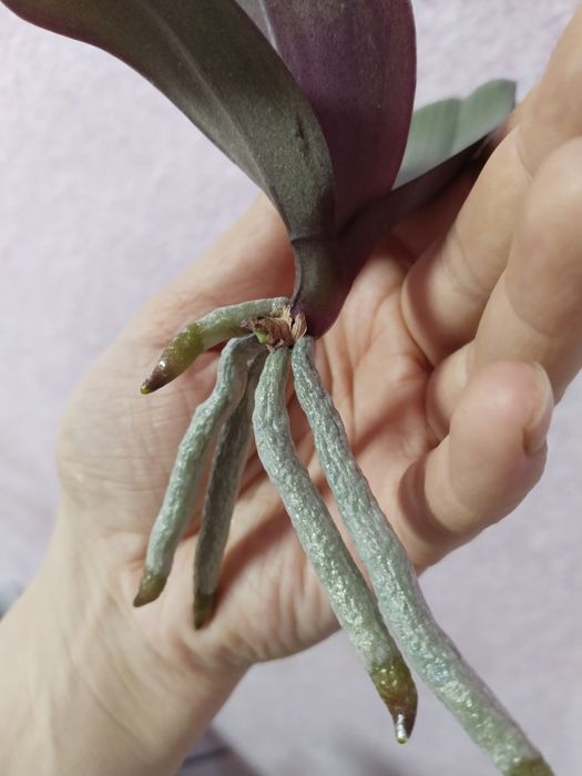 Продам діток орхідеї