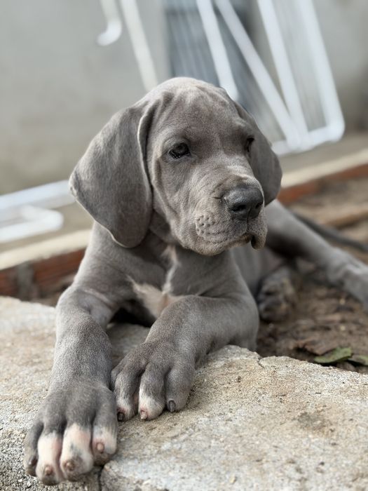 Dogue alemao Azul