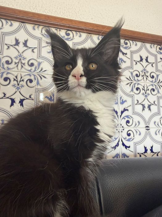 Mainne coon femea