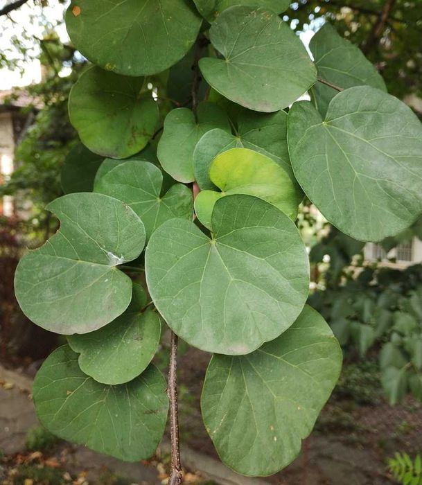 Cercis siliquastrum – judaszowiec wschodni – 5 nasion