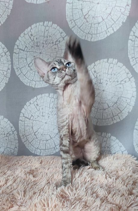 Девон рекс хлопчик красень