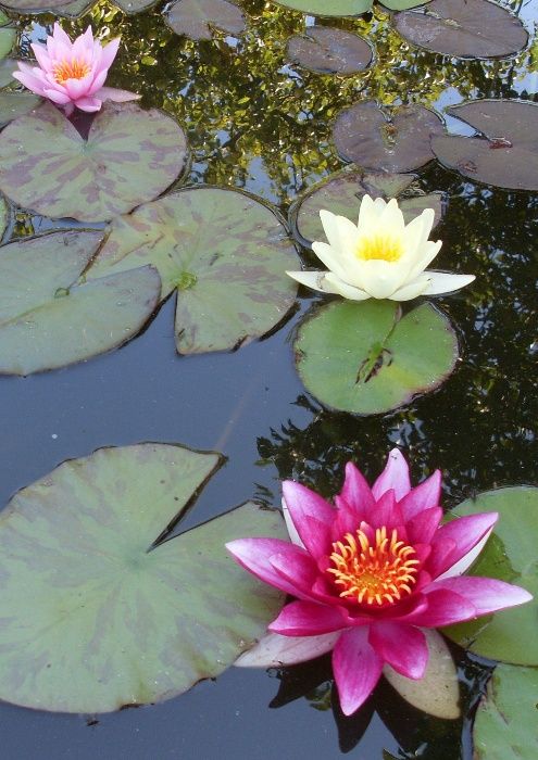 lilie wodne , rośliny strefy błotnej ,oczka wodne, filtry , prefiltry,