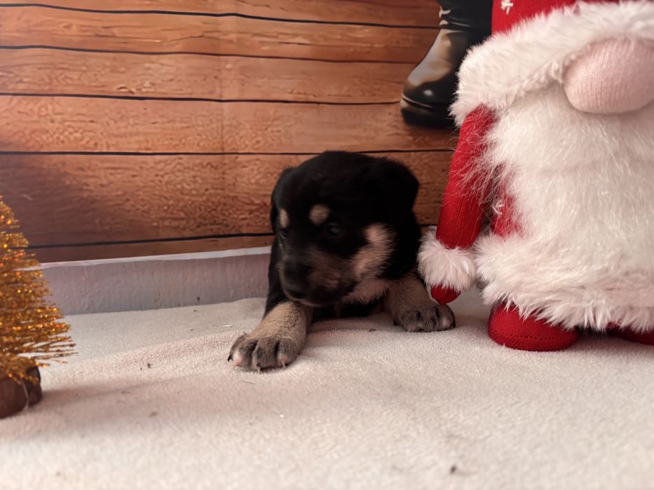 Щенок, цуценя, собака, песик, щеня