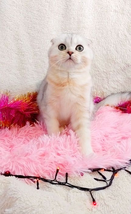 Невероятно ласковый малыш Серебристая шиншилла фолд