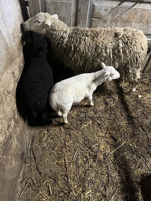 Продам вівць 3х шт