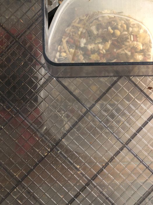 2 casotas de hamster