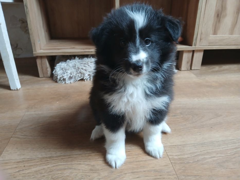 Owczarek szetlandzki - piesek bi black