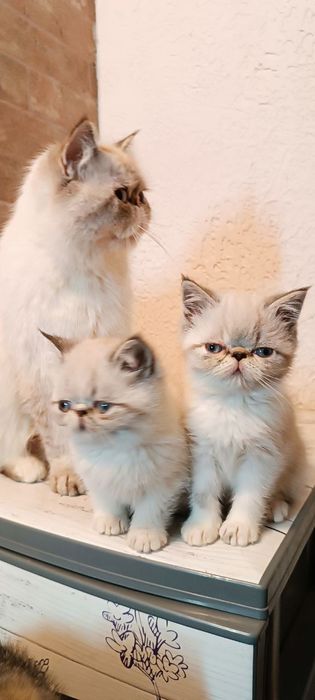 Котики шукають родину